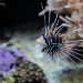 Lion Fish